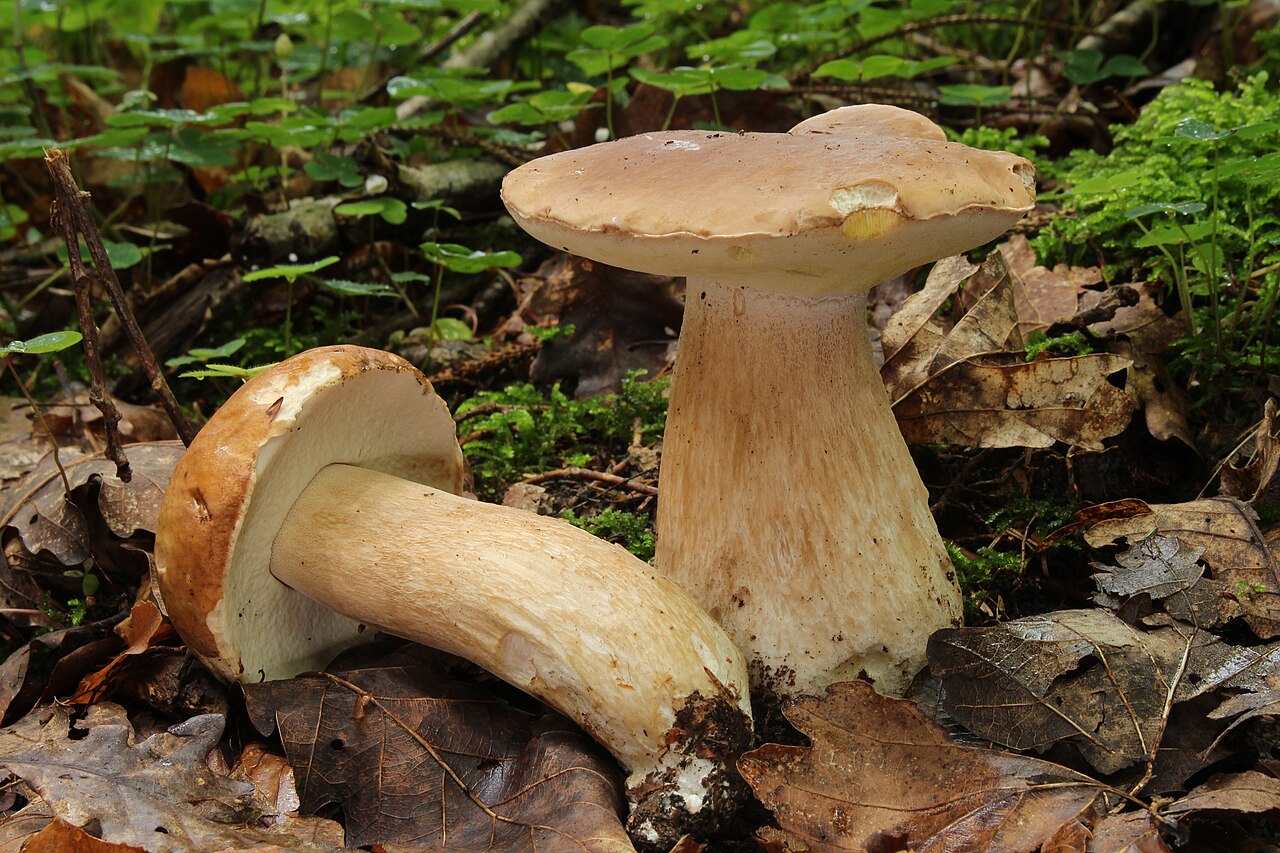 Ectomycorrhizal Mushrooms