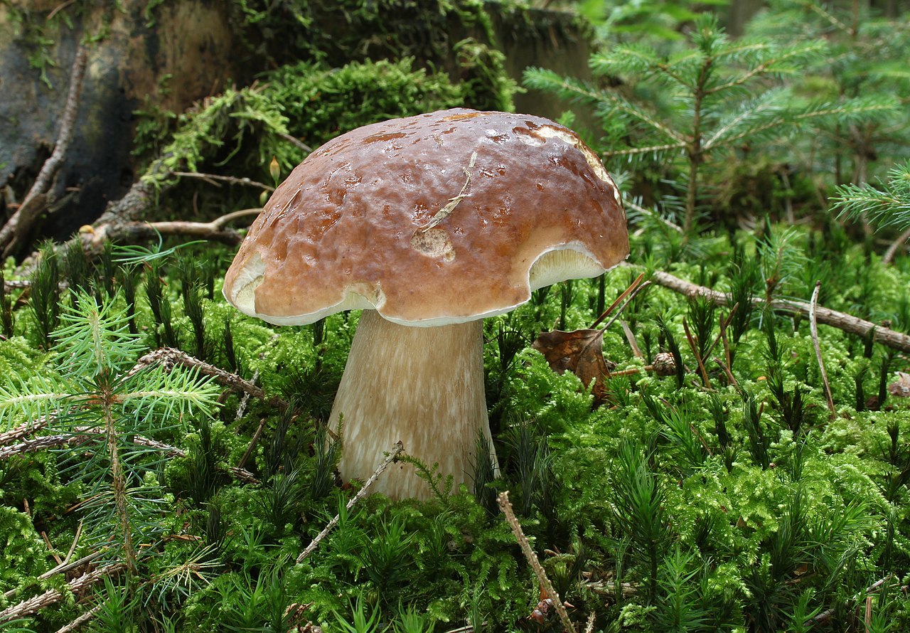 Ectomycorrhizal Mushrooms