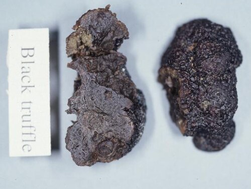 Ectomycorrhizal Truffles