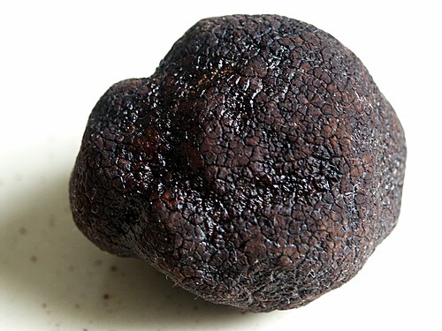 Ectomycorrhizal Truffles