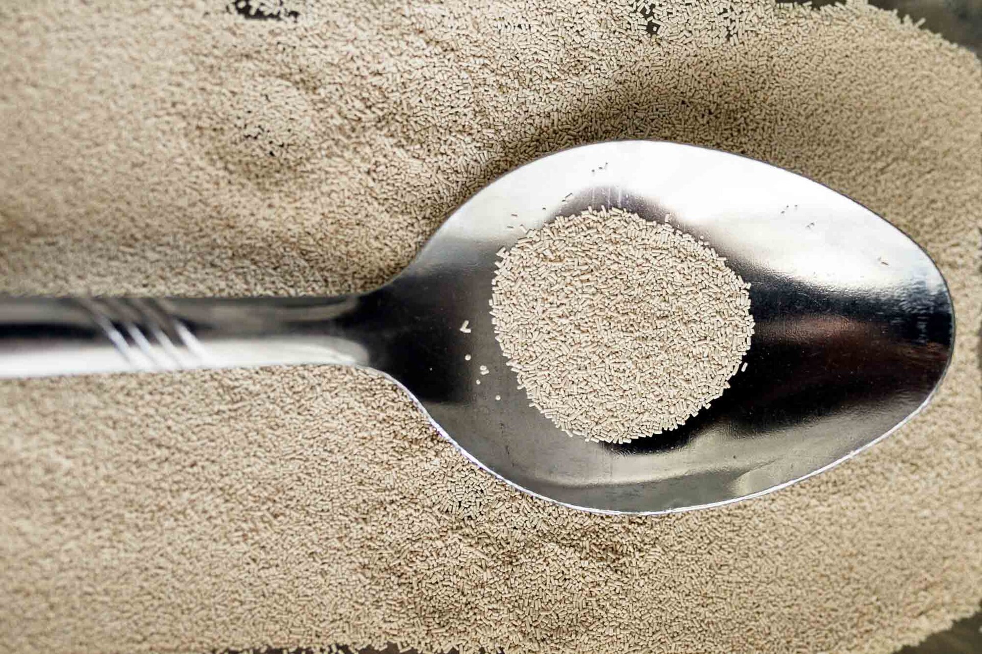 Edible Yeasts