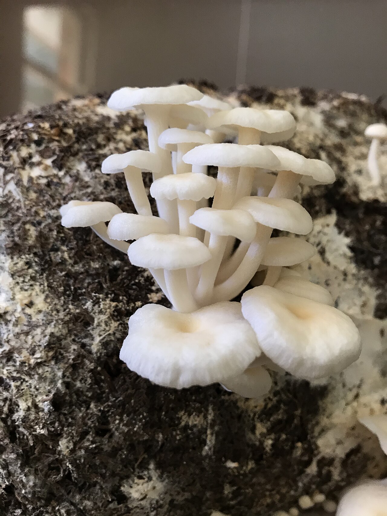 Enoki Mushrooms