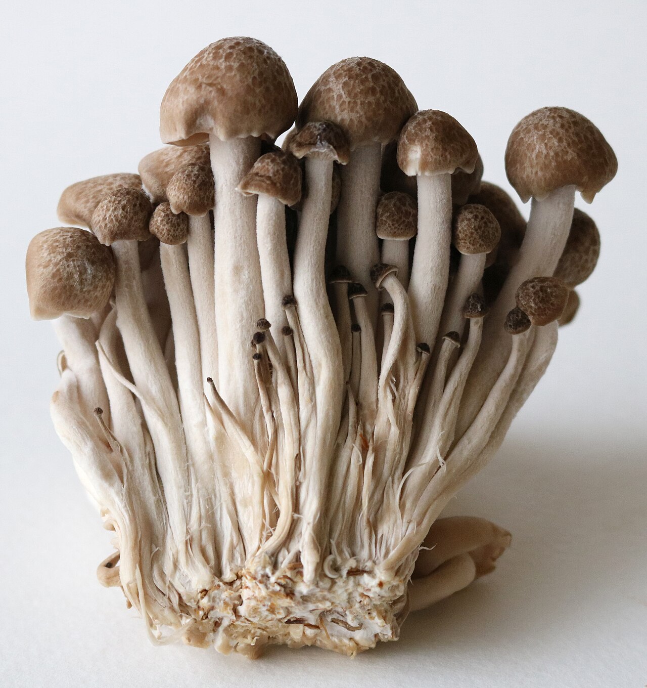 Enoki Mushrooms