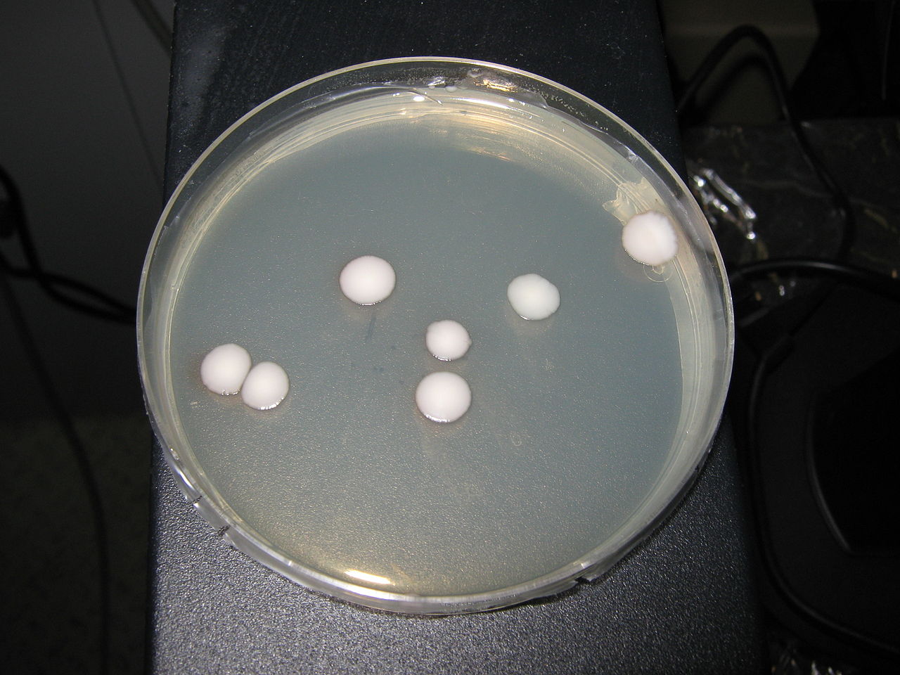 Kluyveromyces Yeasts