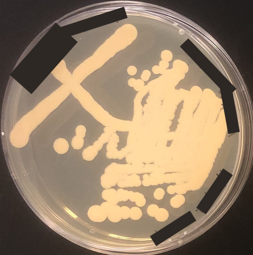 Kluyveromyces Yeasts