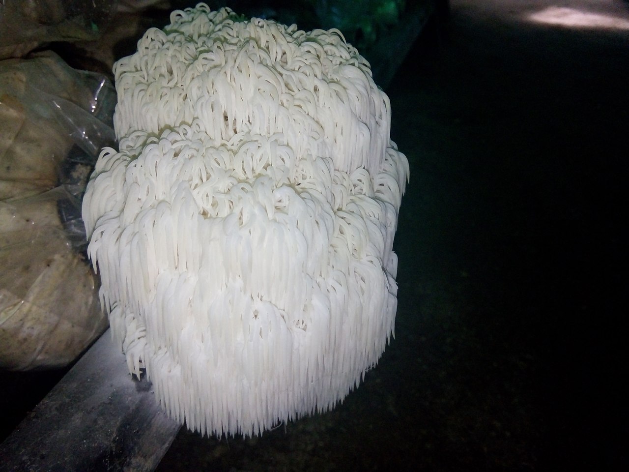 Lion’s Mane Mushrooms