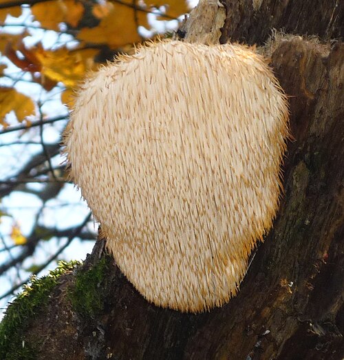 Lion’s Mane Mushrooms