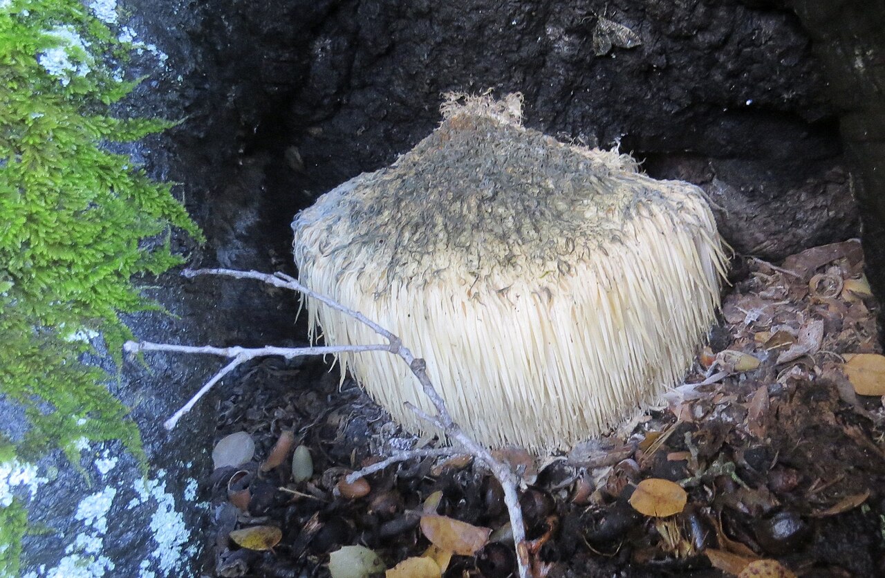 Lion’s Mane Mushrooms