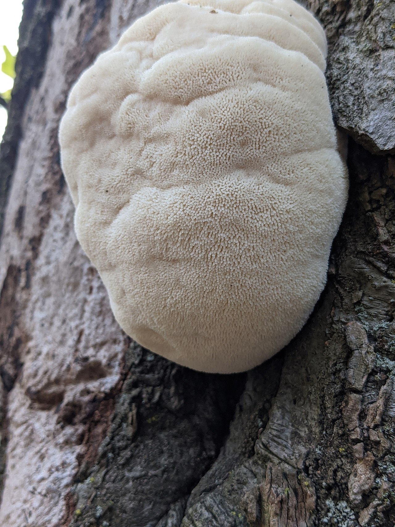 Lion’s Mane Mushrooms
