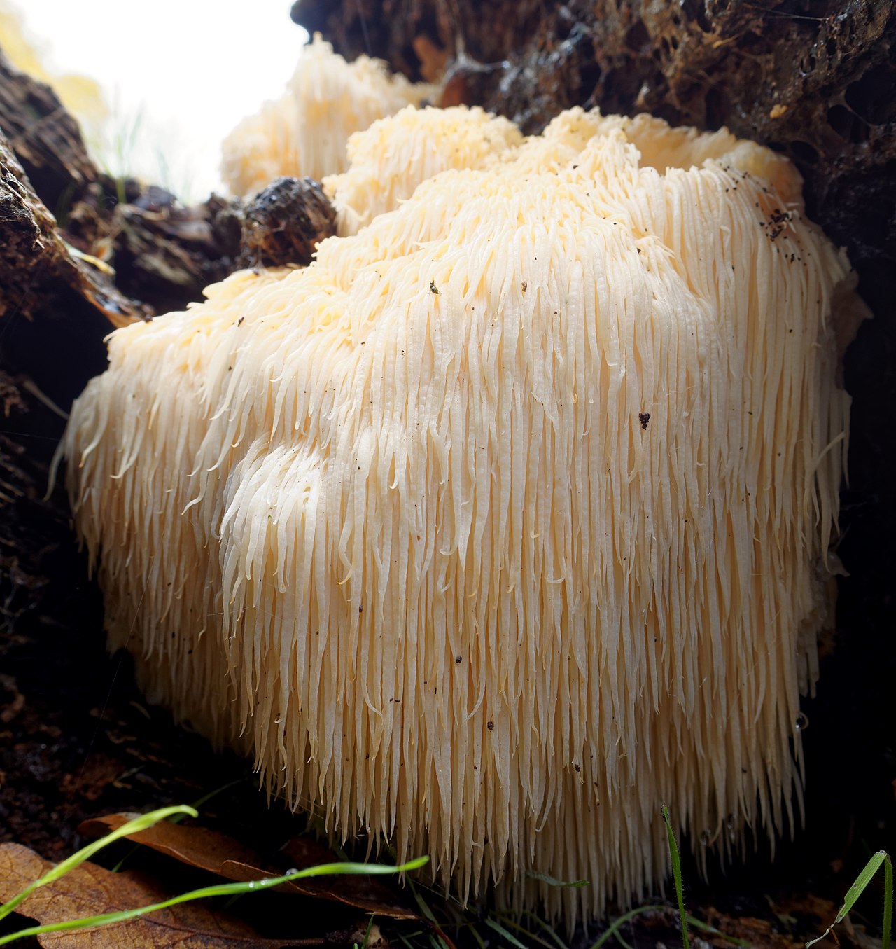 Lion’s Mane Mushrooms