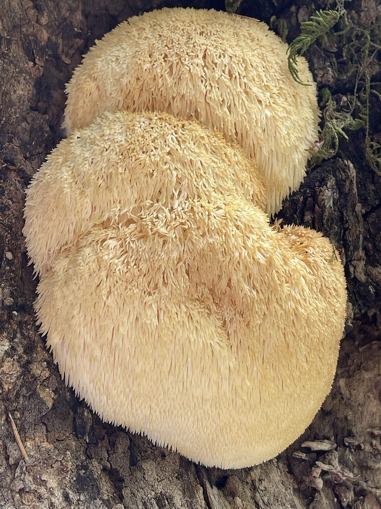 Lion’s Mane Mushrooms