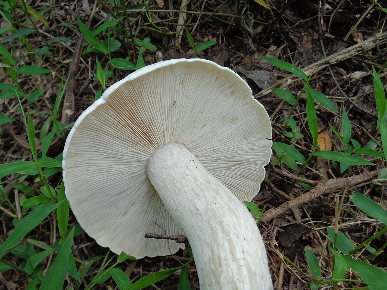 Milky Mushrooms