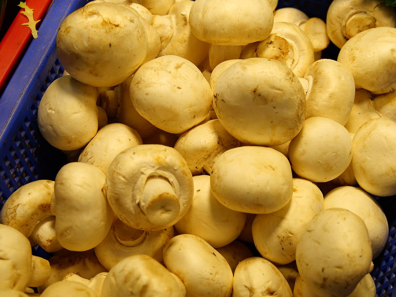 Milky Mushrooms