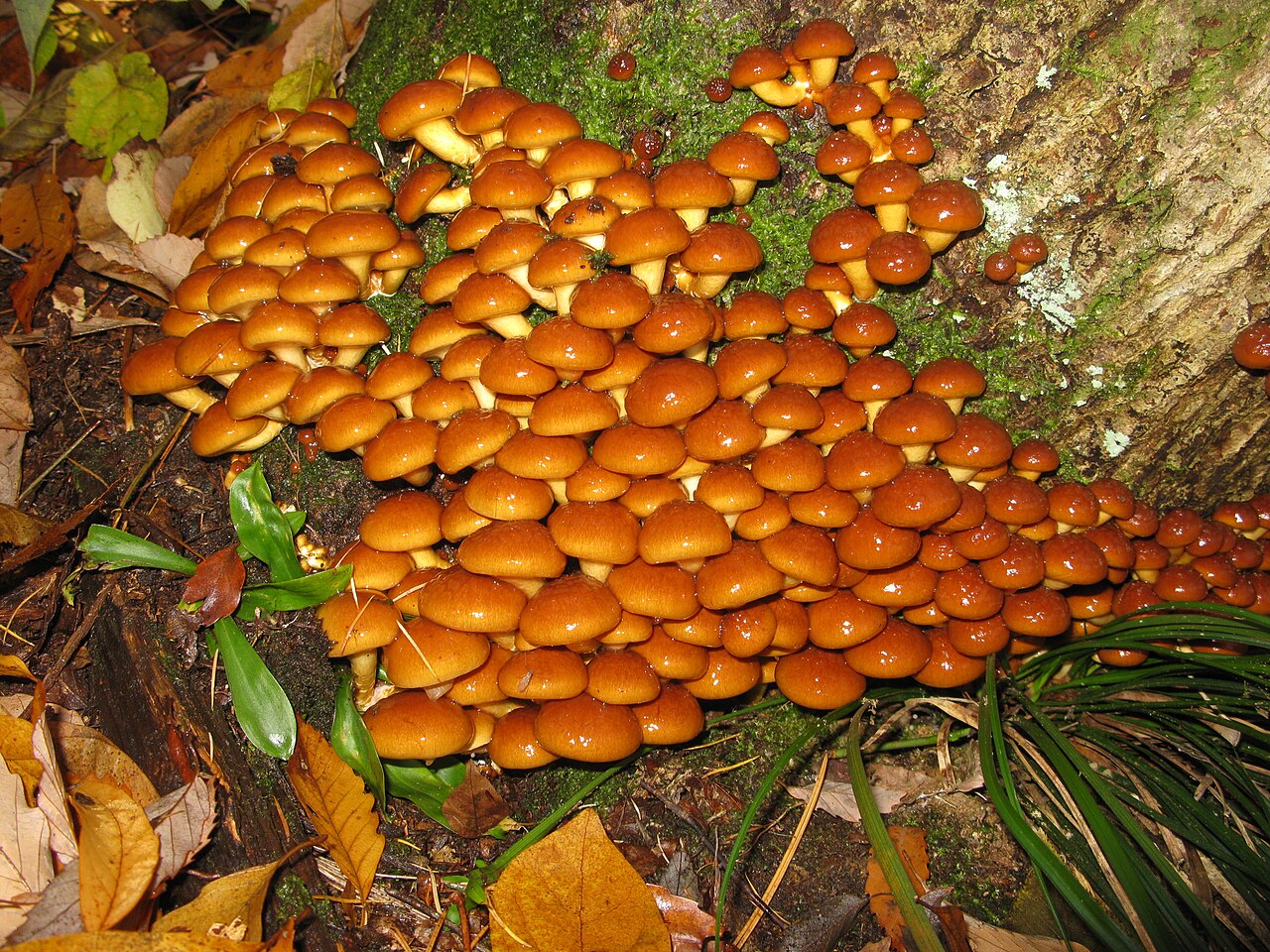 Nameko Mushrooms