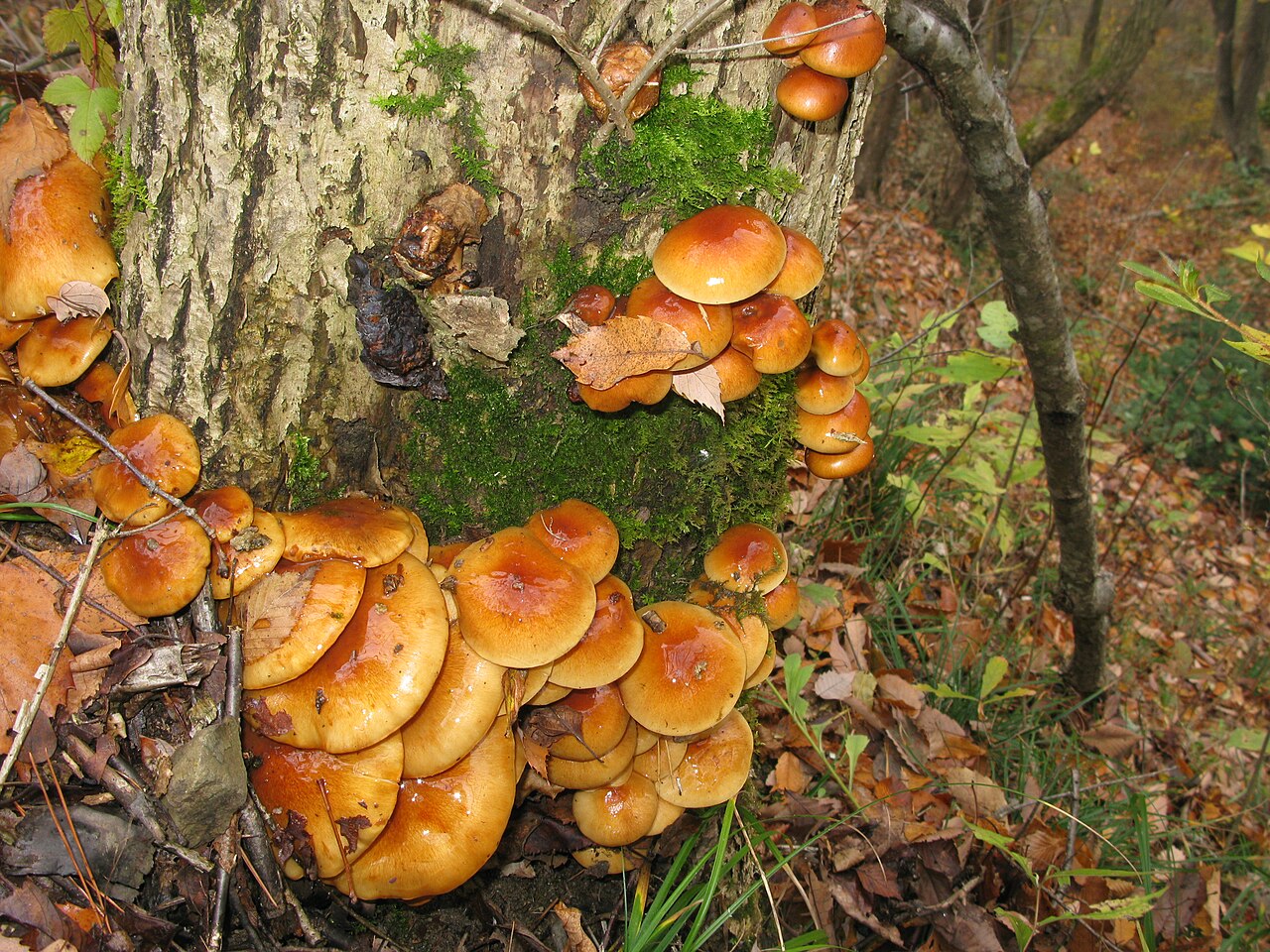 Nameko Mushrooms