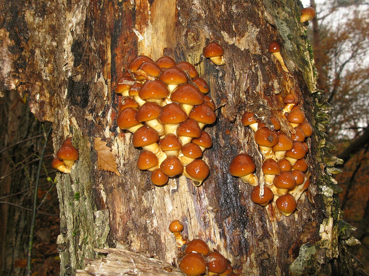 Nameko Mushrooms
