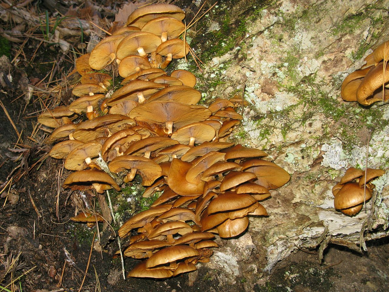 Nameko Mushrooms