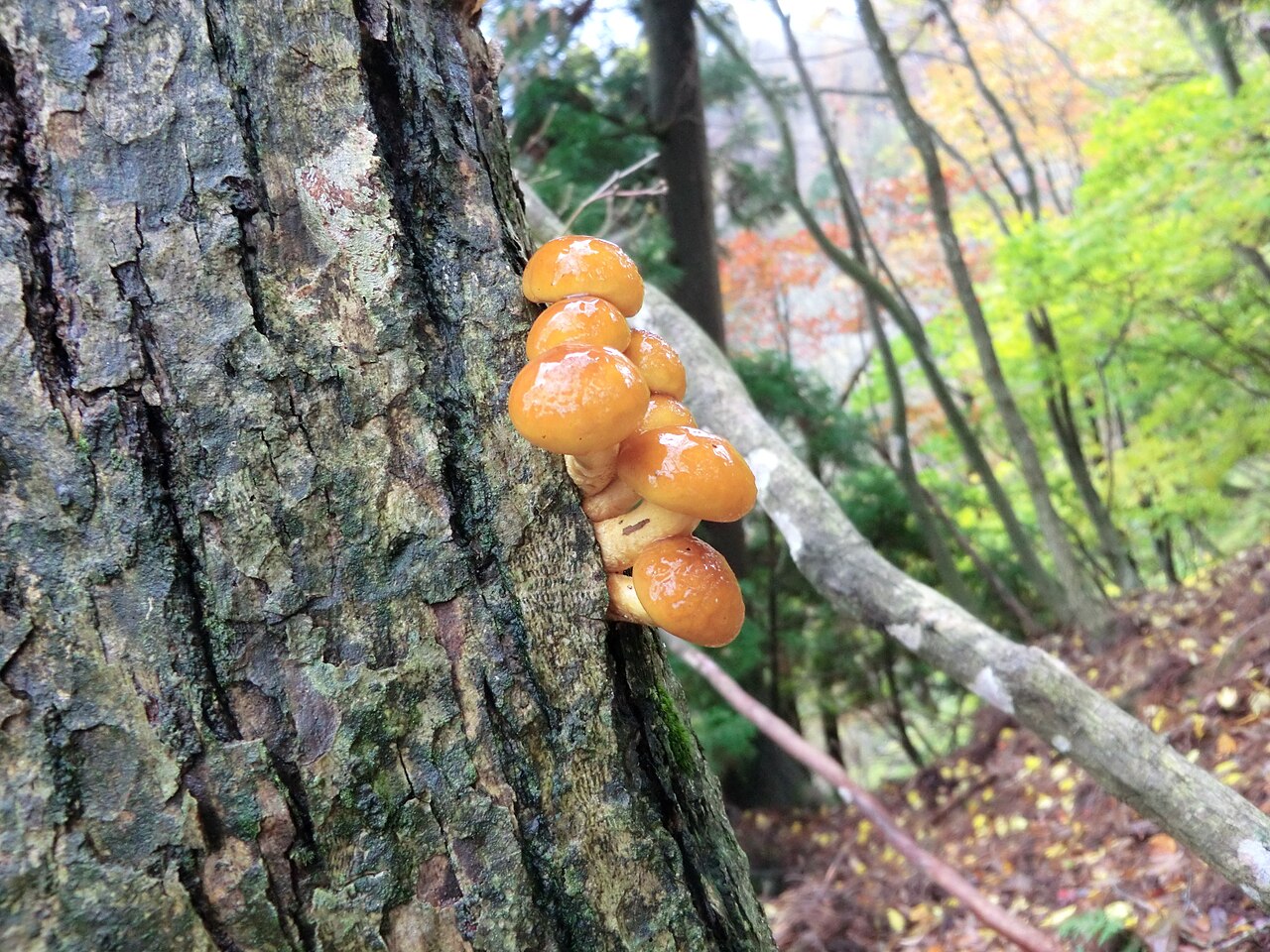 Nameko Mushrooms