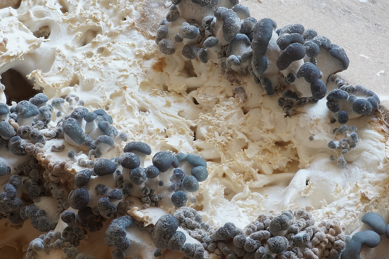 Oyster Mushrooms
