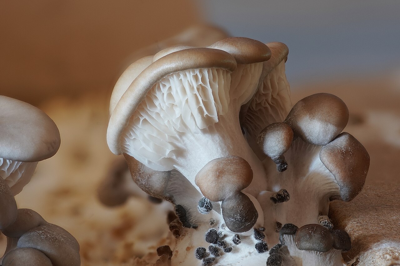 Oyster Mushrooms