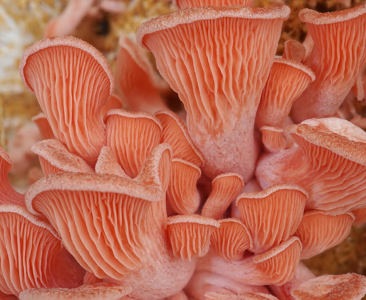 Oyster Mushrooms