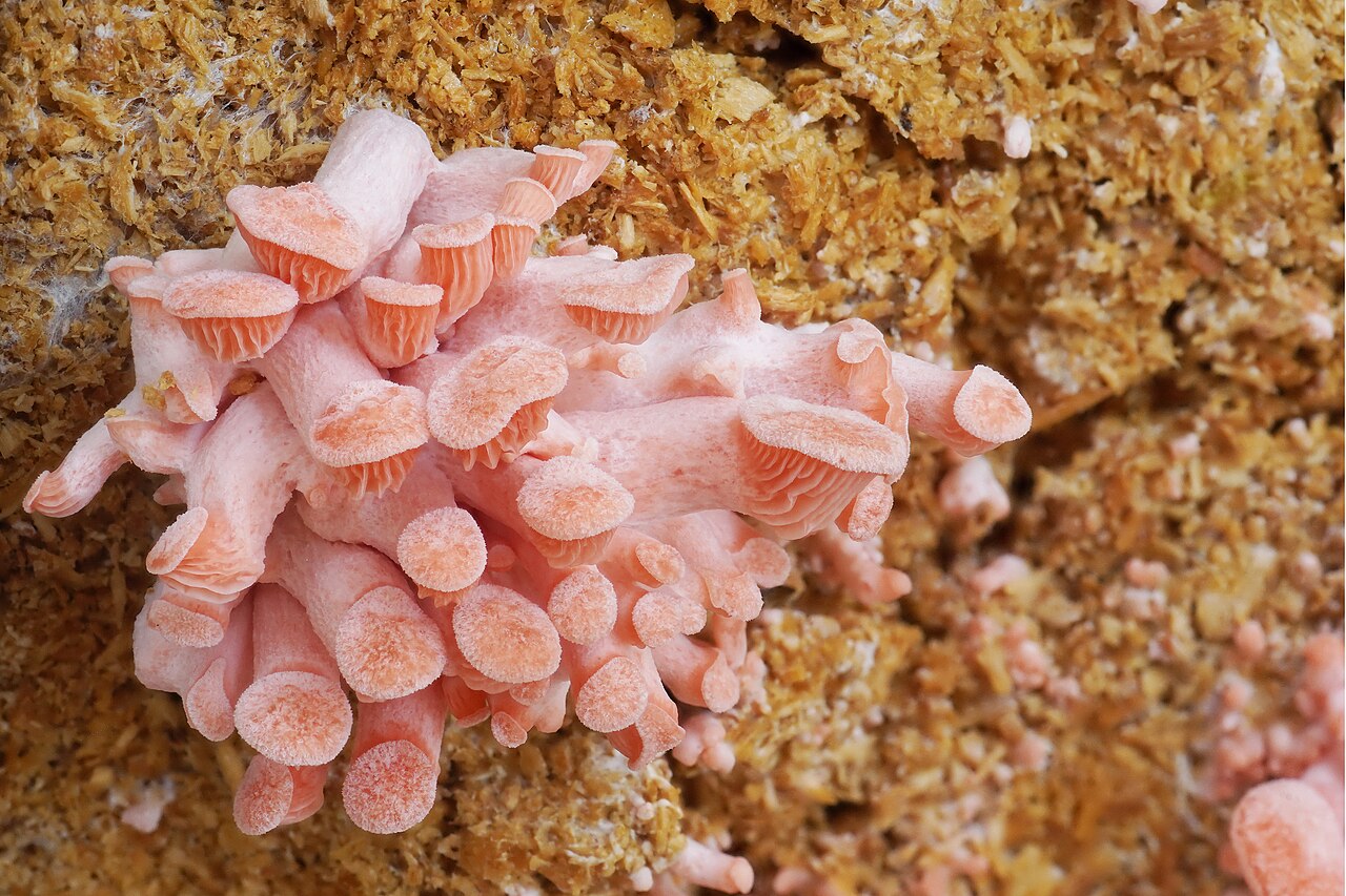 Oyster Mushrooms