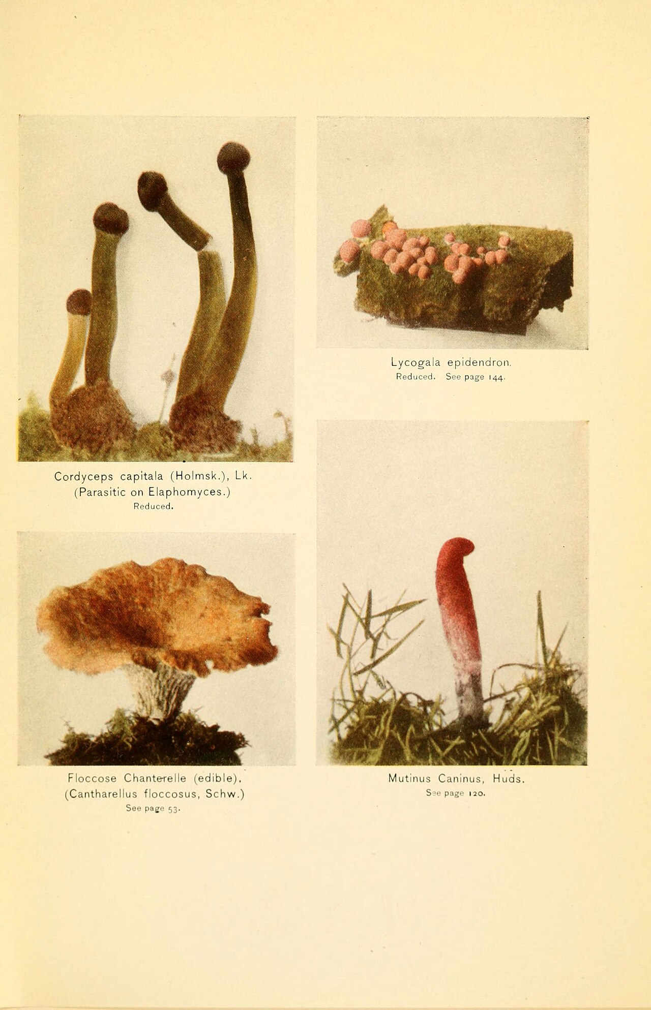 Parasitic Mushrooms