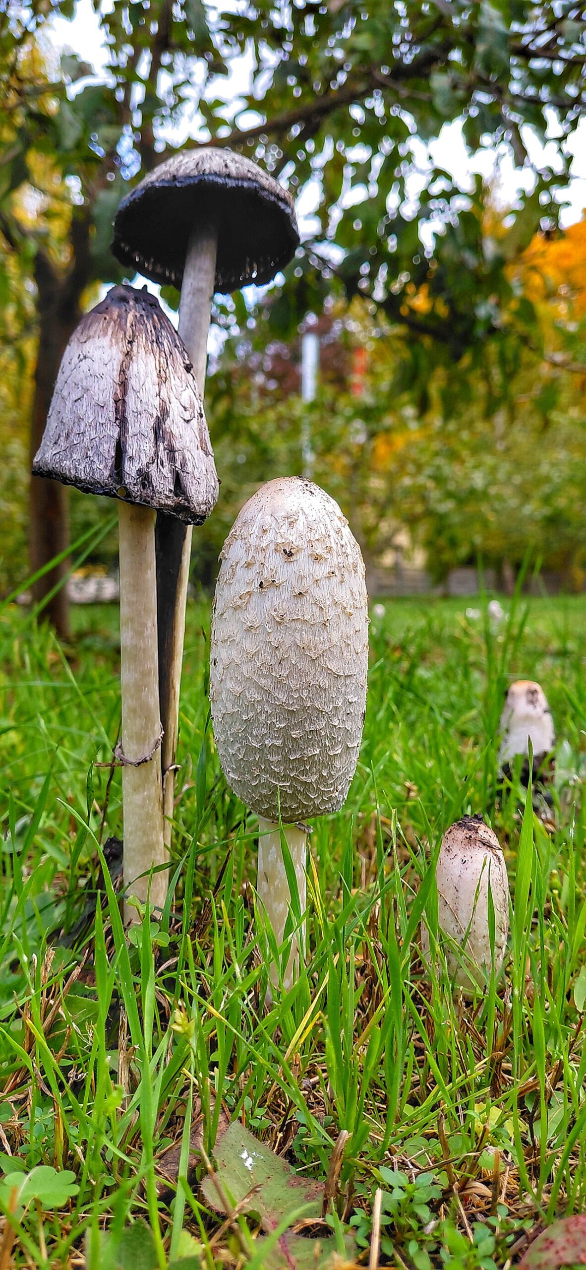 Parasitic Mushrooms