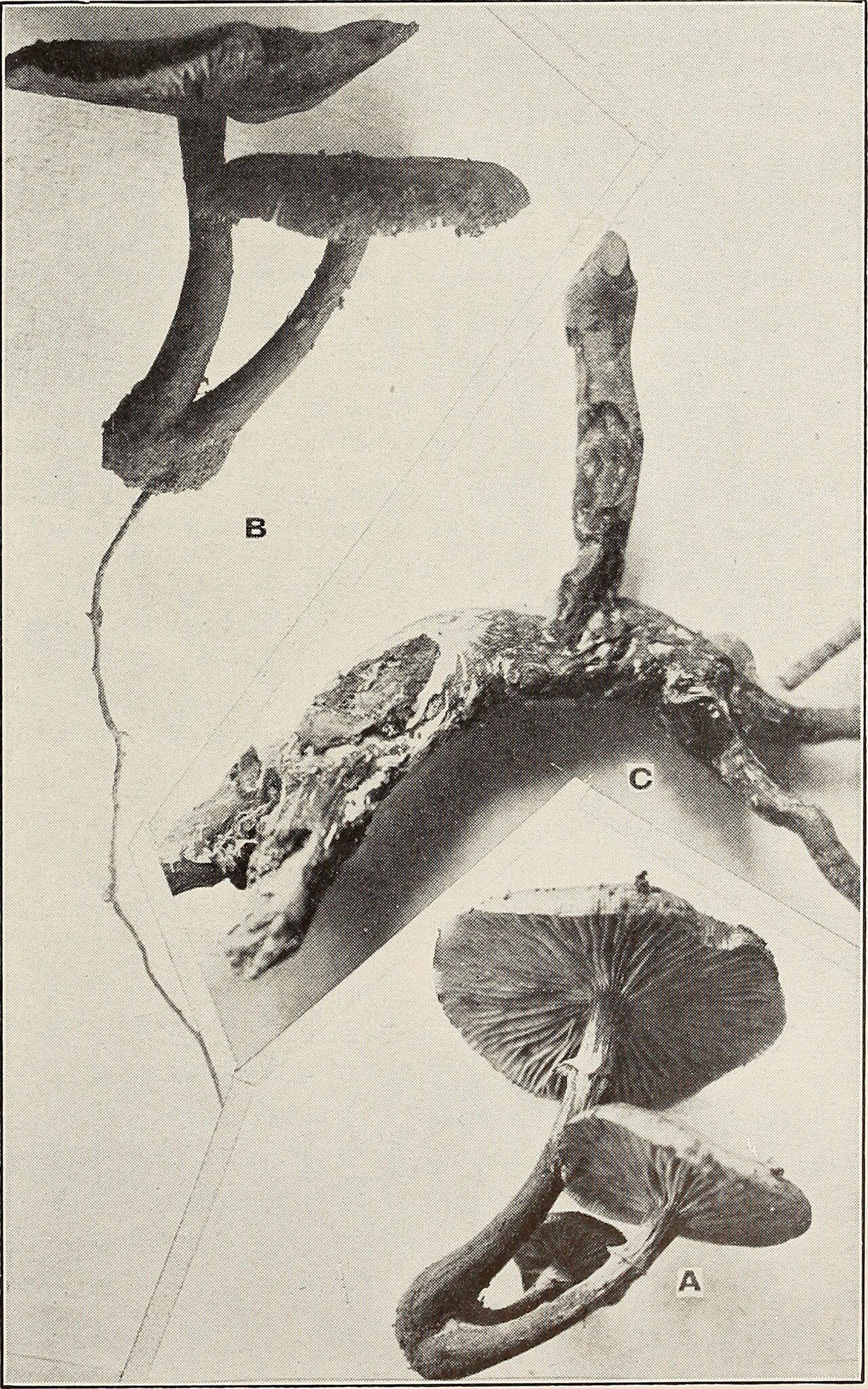 Parasitic Mushrooms