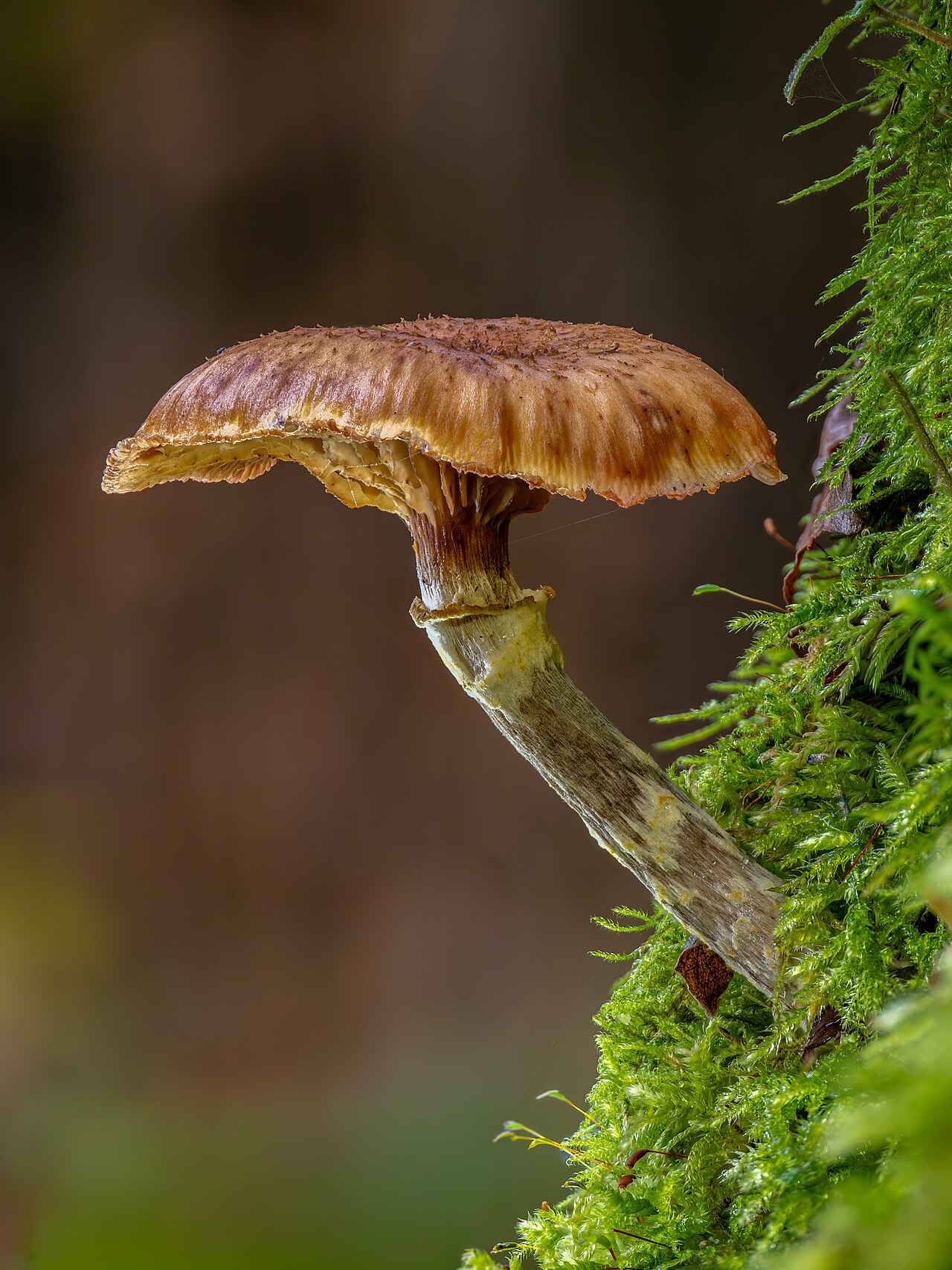 Parasitic Mushrooms