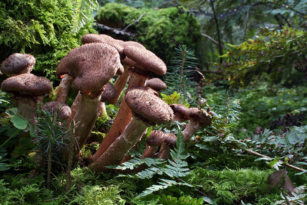 Parasitic Mushrooms
