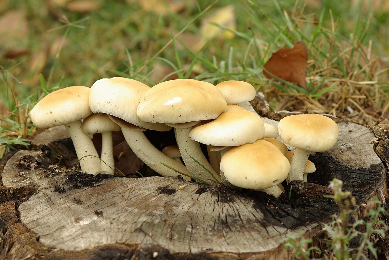 Pioppino Mushrooms