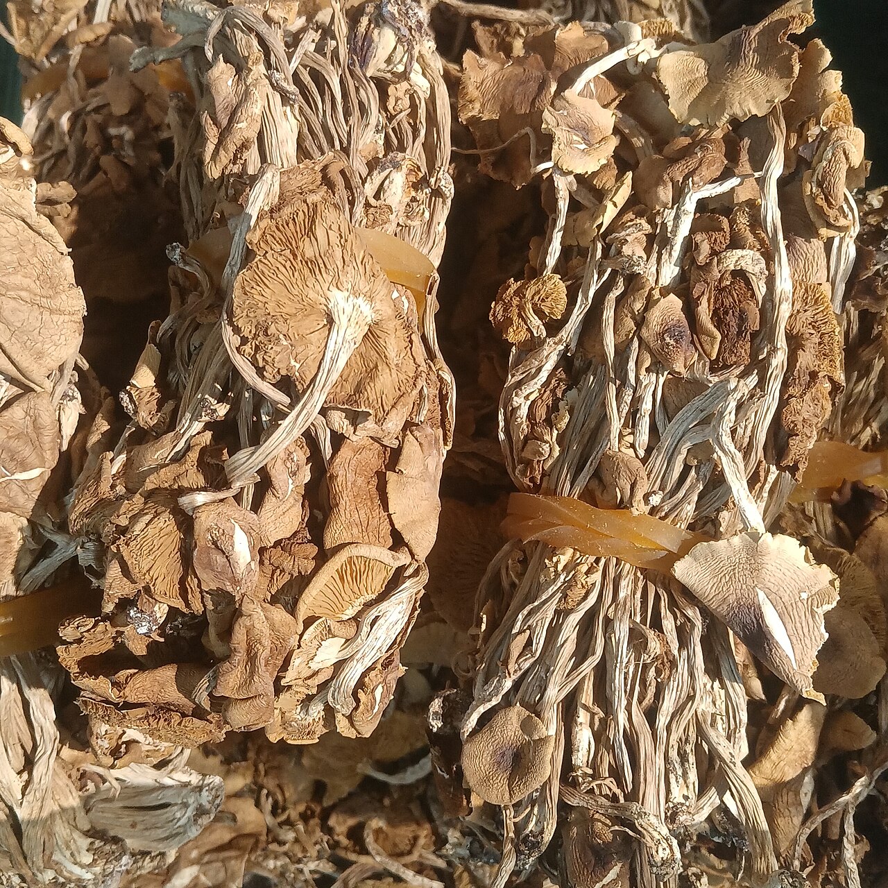 Pioppino Mushrooms