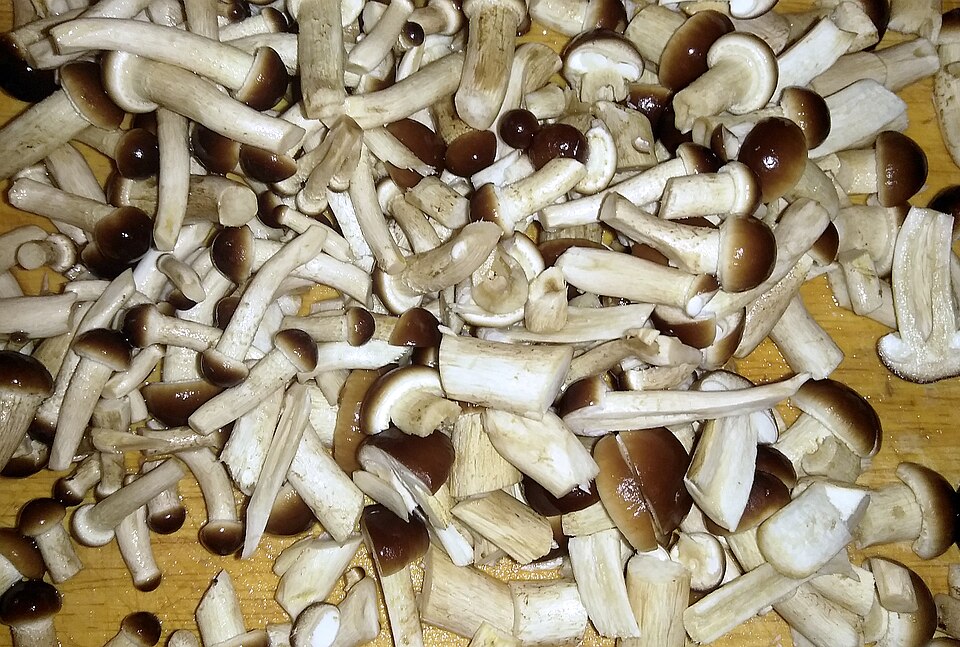 Pioppino Mushrooms