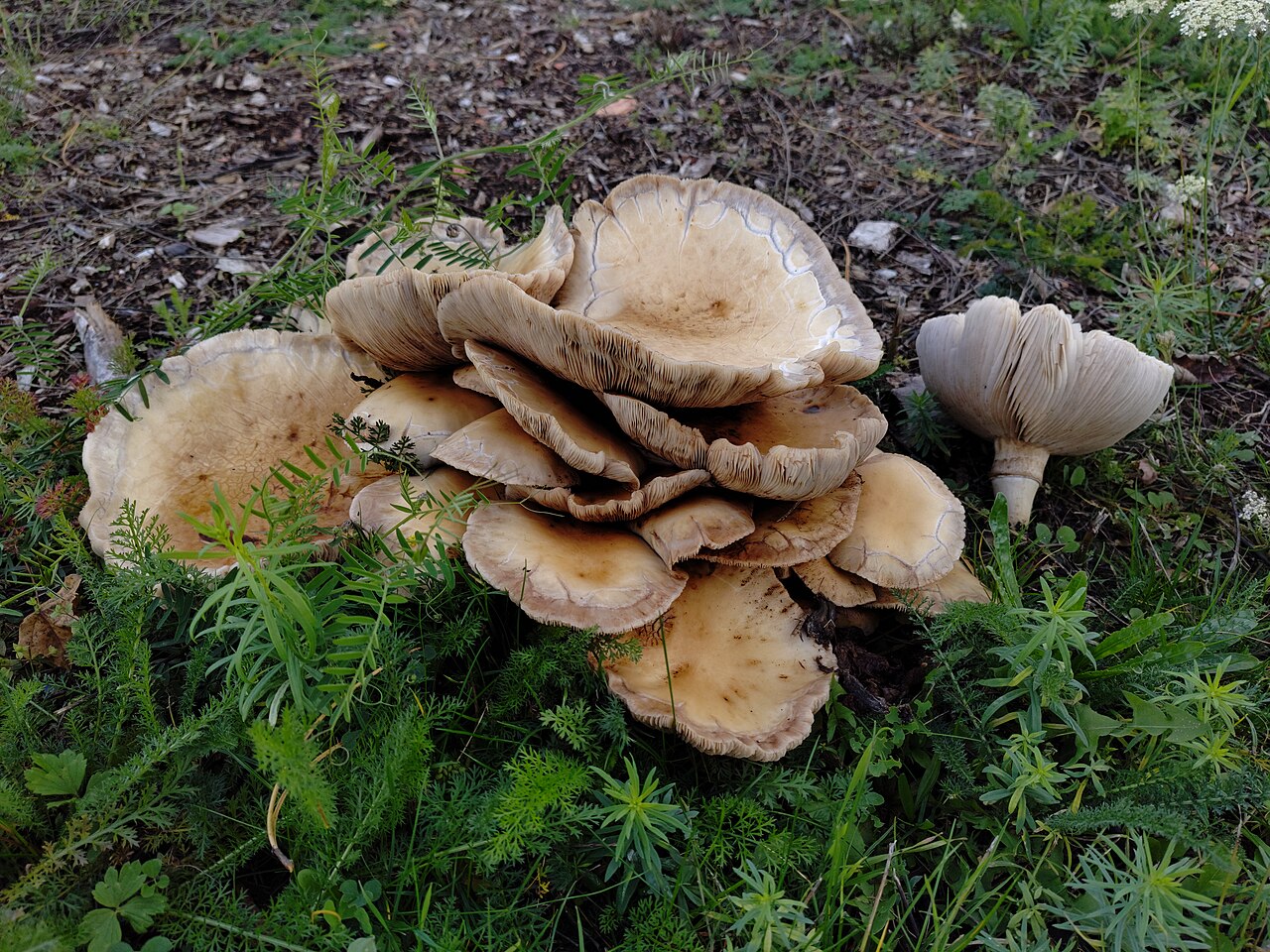 Pioppino Mushrooms