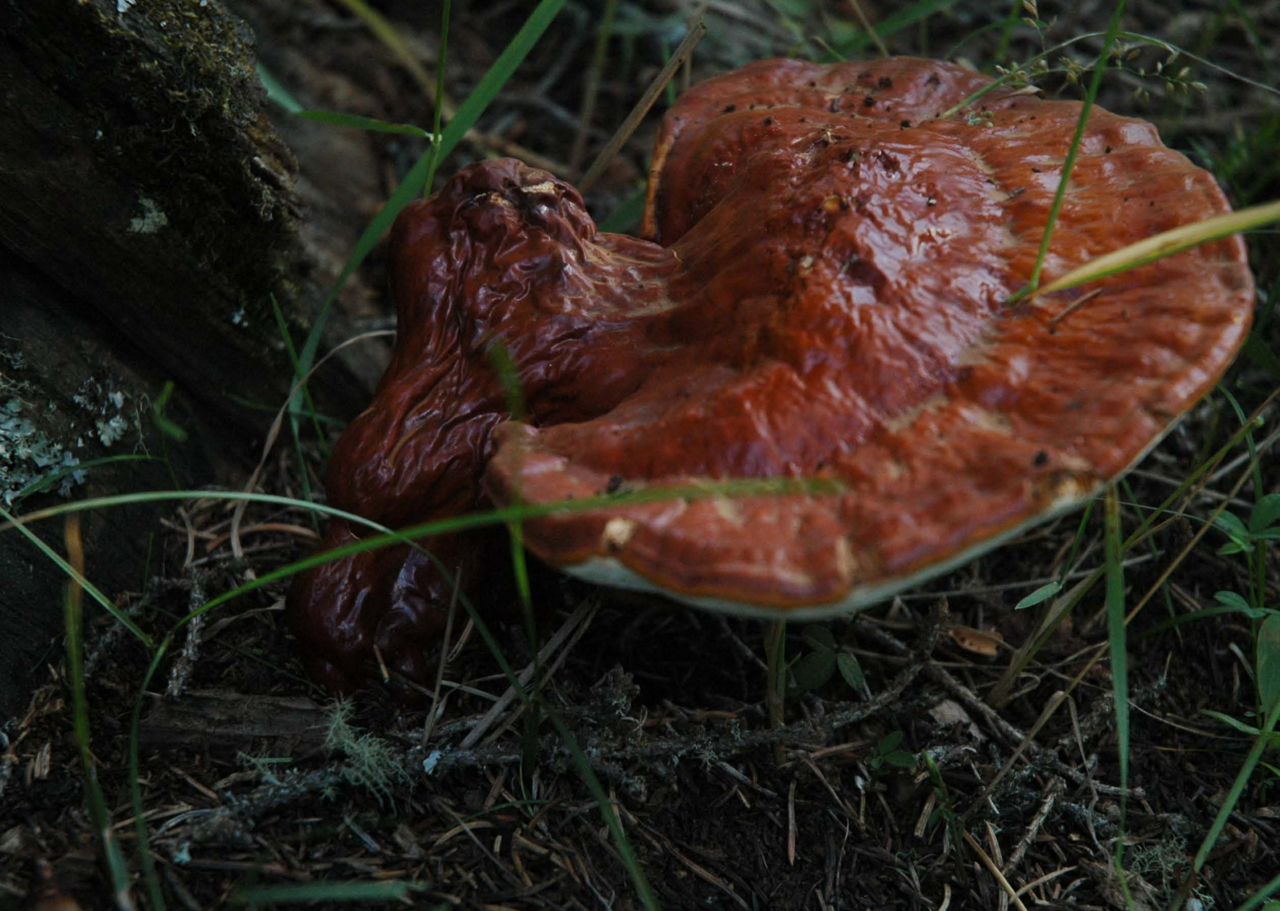 Reishi Mushrooms