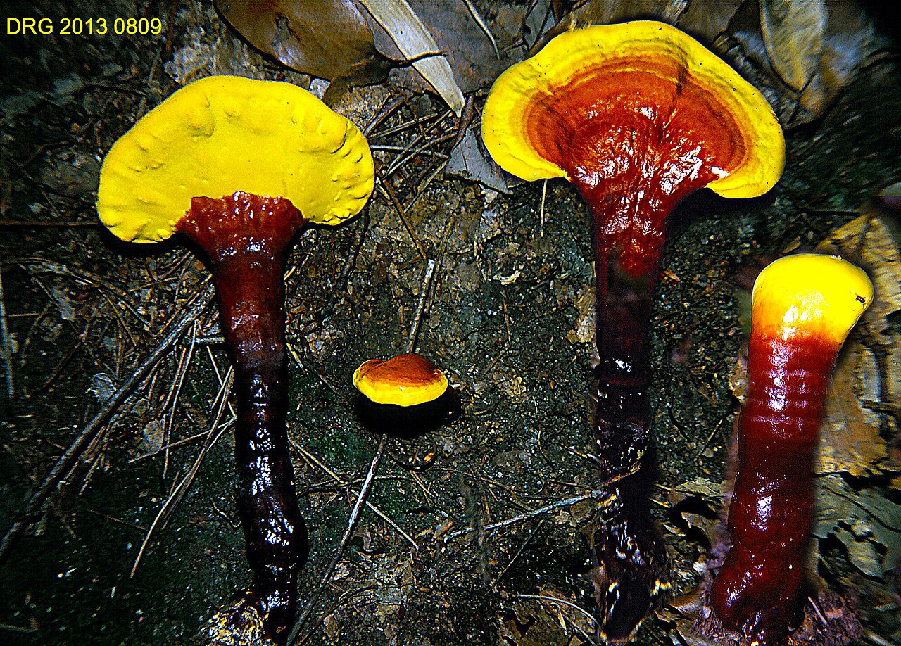 Reishi Mushrooms