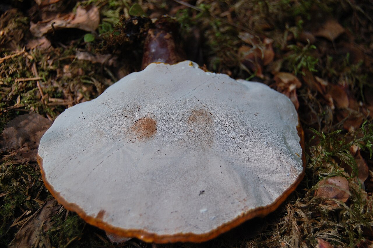 Reishi Mushrooms