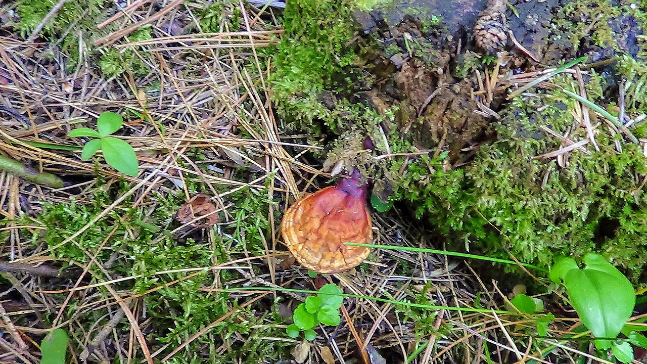 Reishi Mushrooms