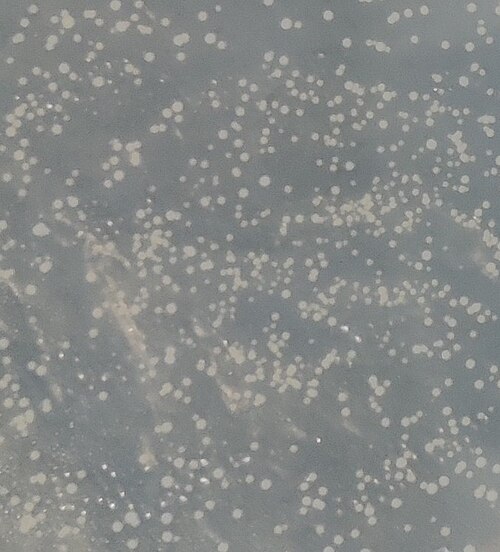 Saccharomyces Yeasts