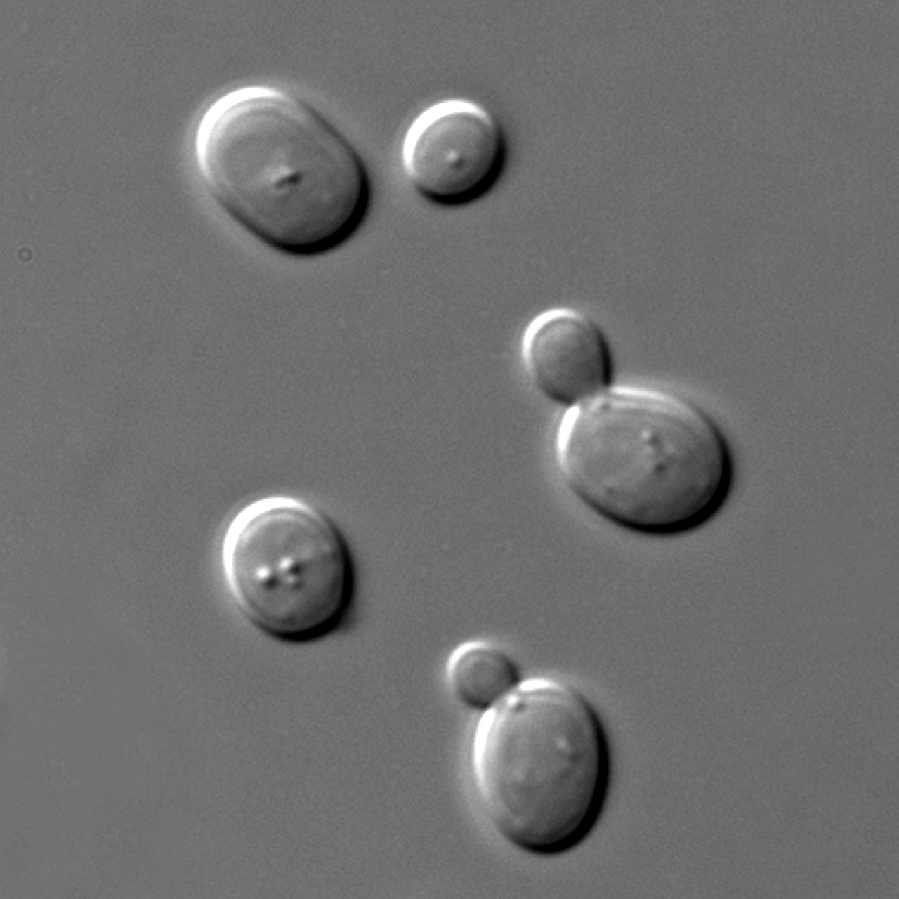 Saccharomyces Yeasts