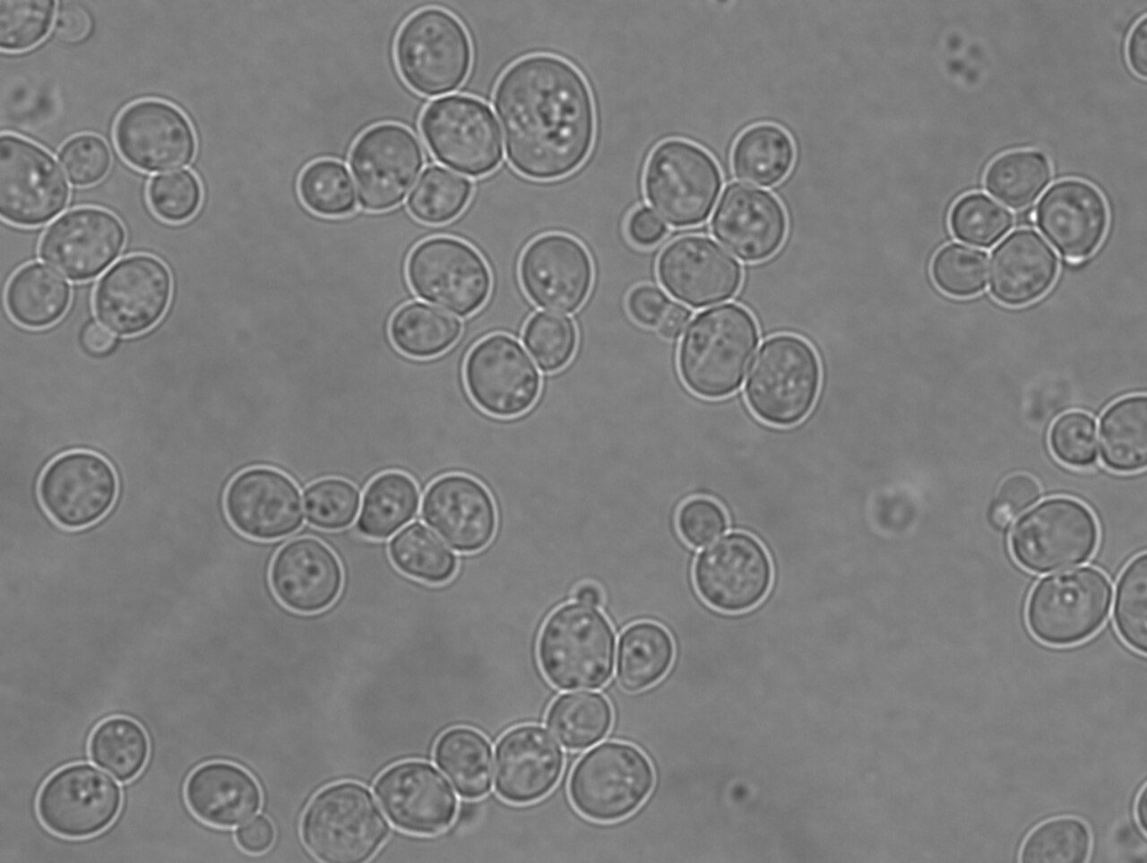 Saccharomyces Yeasts