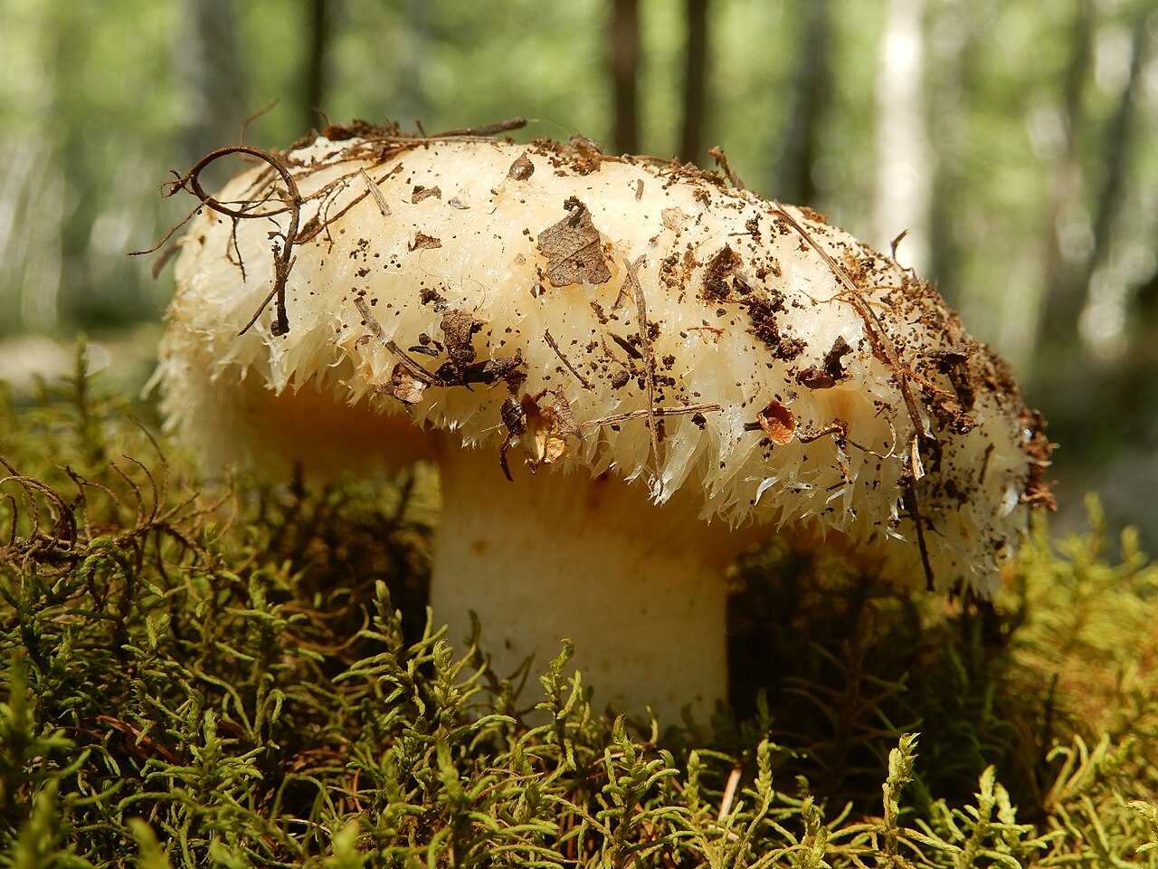 Saprotrophic Hypogeous Fungi