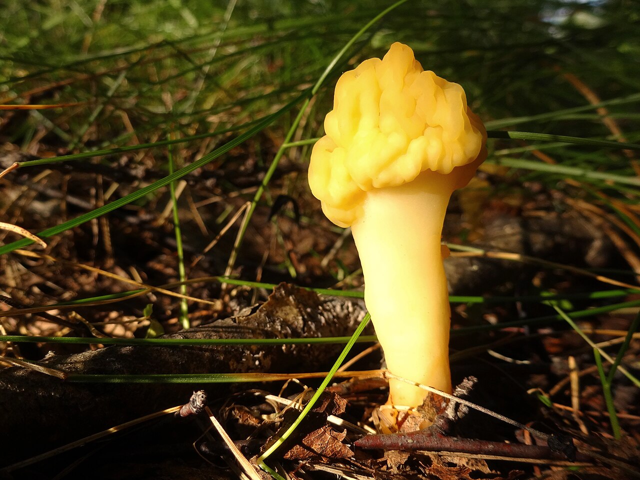 Saprotrophic Hypogeous Fungi