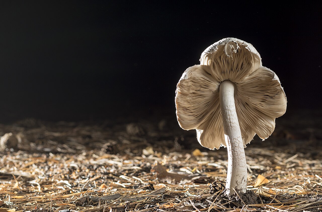 Saprotrophic Hypogeous Fungi