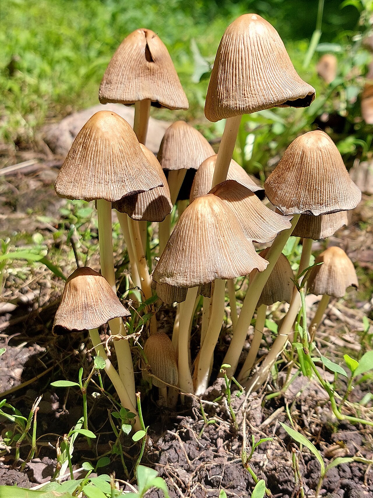 Saprotrophic Hypogeous Fungi