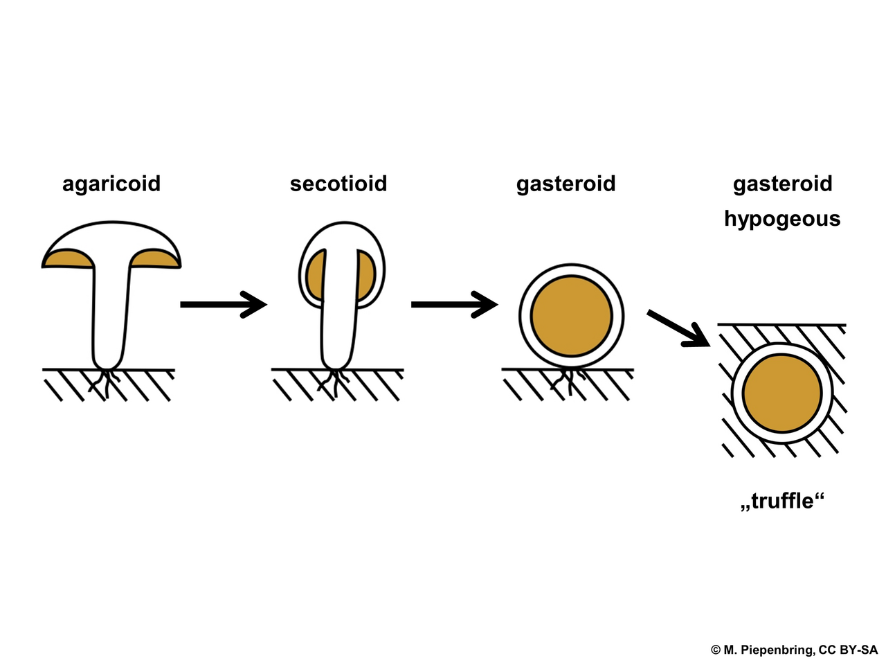 Saprotrophic Hypogeous Fungi