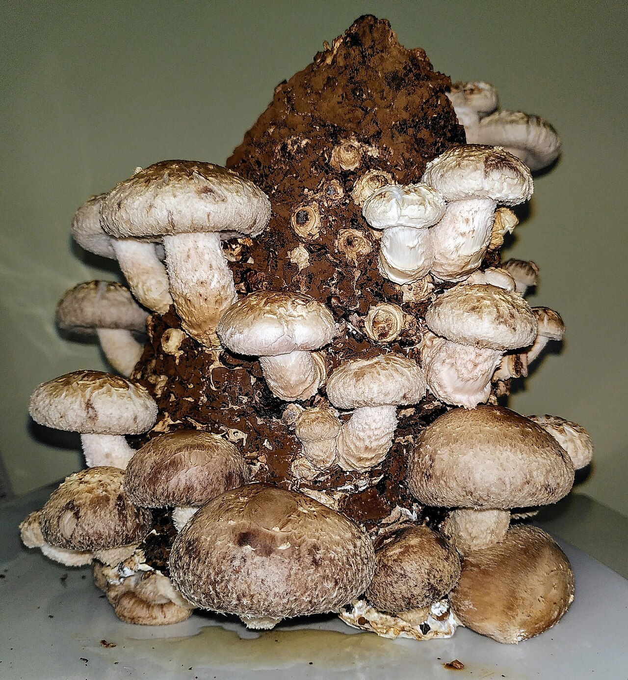 Shiitake Mushrooms