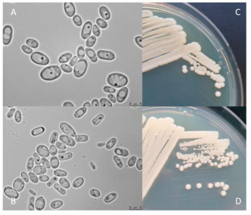 Single-Cell Fungal Protein