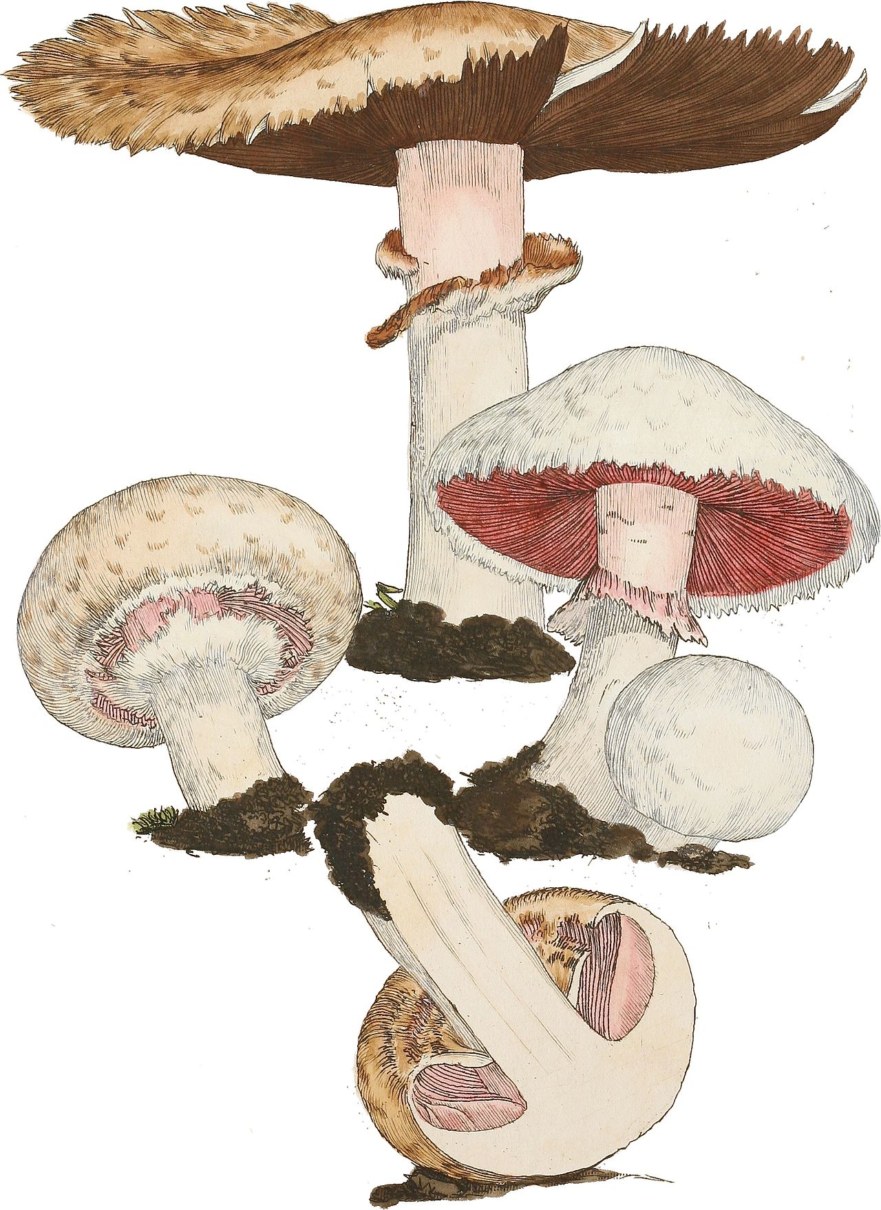 Soil and Litter Decomposer Mushrooms